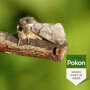 Pokon Eikenprocessiemotval sfeer